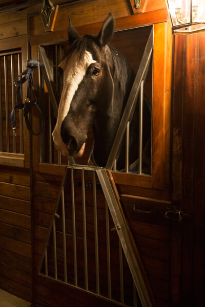 Snap Me Crazy Photo Booth at the express clydesdales in Yukon, oklahoma for a photoboot, props, social media station, unlimited prints, online gallery and video all part of our cheap photo booth rental.